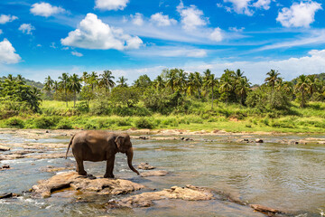 Fototapeta premium Elephant in Sri Lanka