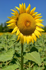 Girasole