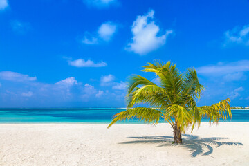 Obraz na płótnie Canvas Tropical beach with single palm