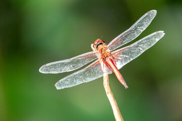 Dragonfly - Scarlet skimmer [crocothemis servilia] on the North Shore of Oahu at Kaawa in Hawaii United States