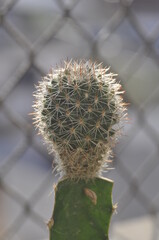 cactus with thorns