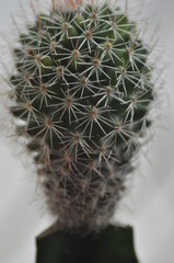 cactus close up