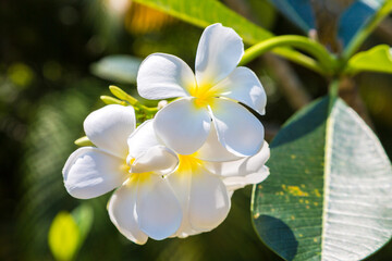 White Plumeria (frangipani) flowers