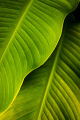 green leaf texture