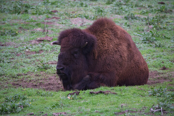 Fototapeta premium Lying Bison in Bison Paddock in Golden Gate Park in a December day