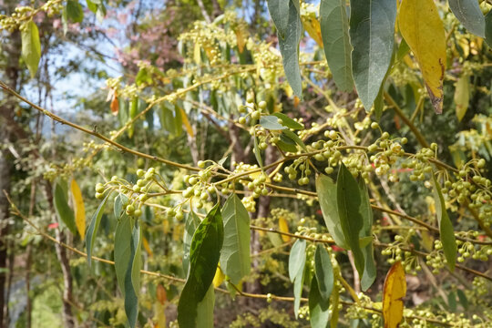Litsea cubeba Pers. 
