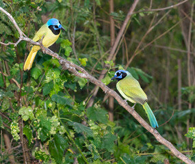 Green jays talk at National Garden Center, Mission, Texas
