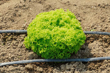 One bunch of lettuce grows under a drip joint, greens and vegetables.