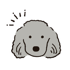 プードルのイラスト
