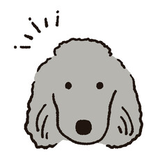 プードルのイラスト