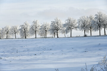 Landstraße mit schneebedeckten Bäumen