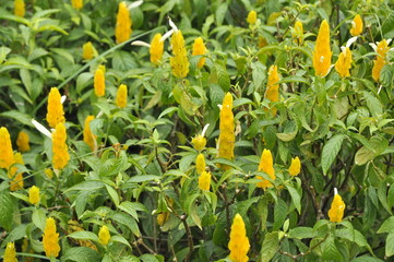 yellow flowers in the garden
