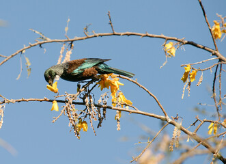 Tui nectar feeding in kowhai tree