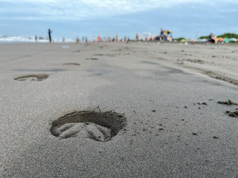 Horse hoof print in the sand on Parangtritis beach located in Yogyakarta, Indonesia.