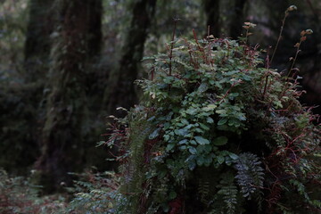 Fototapeta premium moss covered tree