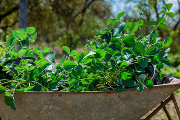 Berries in pots on a wheelbarrow. Transplanting berries in early spring.