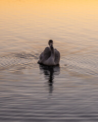茨城県水戸市　野鳥とともに迎える日の出直後の服の千波湖の朝