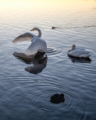 茨城県水戸市　野鳥とともに迎える日の出直後の服の千波湖の朝