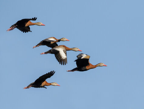 " "Brazos Bend State Park Images – Browse 1,004 Stock Photos, Vectors