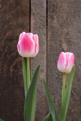 Tulipán rosa pastel. Tulipanes rosas con blanco. Huerto de tulipanes. Día de San Valentín,...