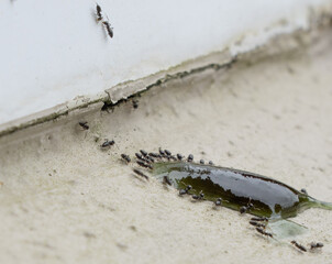 Ants gather around attractant of poison