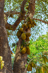  jackfruit on the trees in the jungles of India