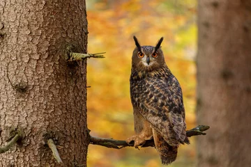 Foto auf Acrylglas Owl in autumn. Eagle owl, Bubo bubo, perched on spruce branch in colorful autumn forest. Beautiful large owl with orange eyes. Bird of prey in natural habitat. Wildlife nature. Mixed forest. © Vaclav