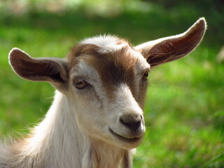 Head of a young piebald kid with large ears, detailed portrait