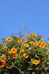 Flores con cielo azul