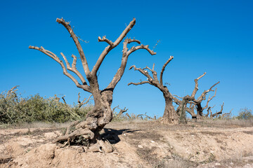 Poda severa de olivos centenarios en un campo de Andalucía en invierno	
