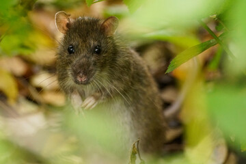 rat in the grass