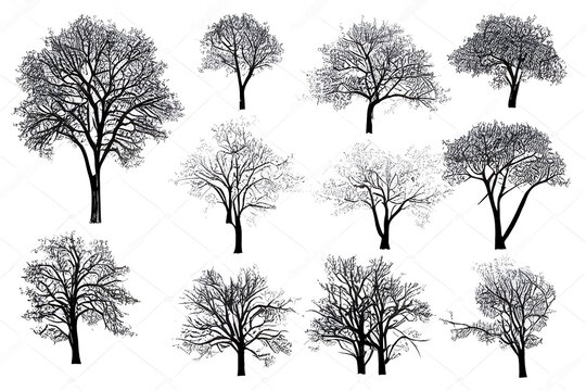 vector elements: tree sketches
