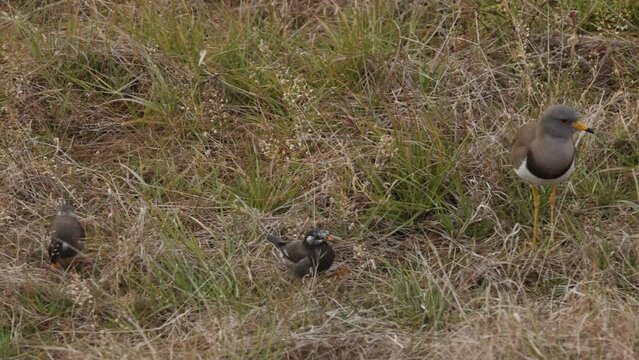 Beautiful bird slowly moves away from smaller birds