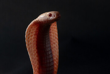 Fototapeta premium An albino javan spitting cobra naja sputatrix on solid black background 
