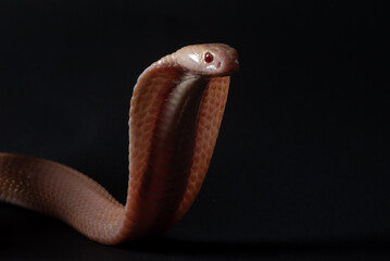 An albino javan spitting cobra naja sputatrix on solid black background 