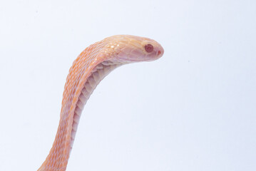 Fototapeta premium An albino javan spitting cobra naja sputatrix on solid white background 