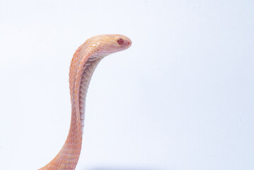 Fototapeta premium An albino javan spitting cobra naja sputatrix on solid white background 