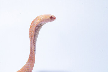 An albino javan spitting cobra naja sputatrix on solid white background 