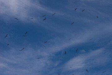 flock of birds