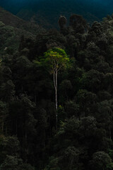trees in the Andes mountains