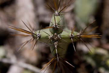 close up of a cactus