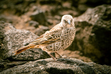 Rufous-tailed Weaver 8090