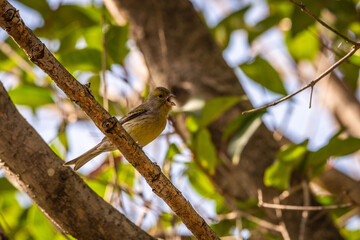 Pájaro posado en la rama de un árbol.