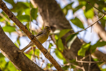 Pájaro posado en la rama de un árbol.