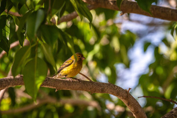Pájaro posado en la rama de un árbol.
