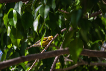 Pájaro posado en la rama de un árbol.