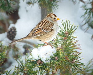 White-crowned sparrow in winter
