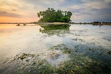Coral and starfish in front of a small island, Phuket, Thailand.