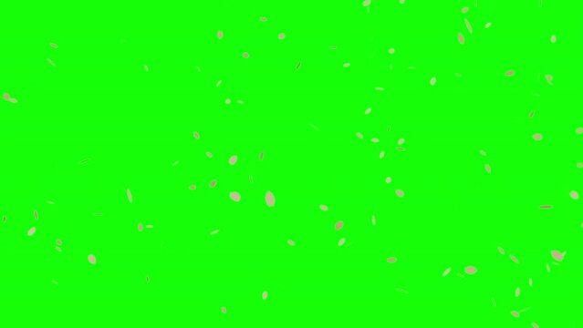 Cherry blossom petal falling or fluttering in wind, Spring animation background, Chroma key green background
