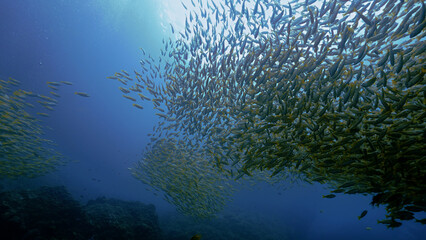 Fototapeta na wymiar Underwater photo of a huge school of fish (Yellow Snappers) at a coral reef.